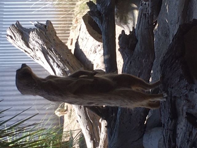 Symbio Wildlife Park - Thursday 15th October, 2020 Image -5f8d03c0354dd